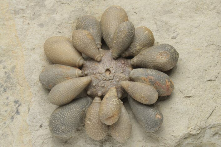 Jurassic Club Urchin (Asterocidaris) - Boulemane, Morocco #218393